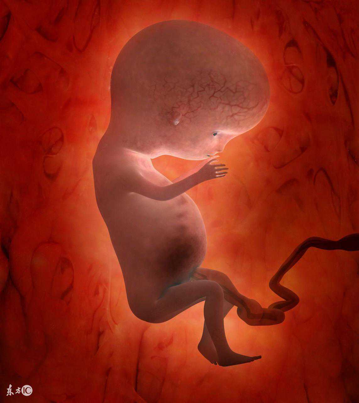 香港验血大概多久可以知道性别,试管婴儿囊胚移植，与准妈妈子宫什么关系？